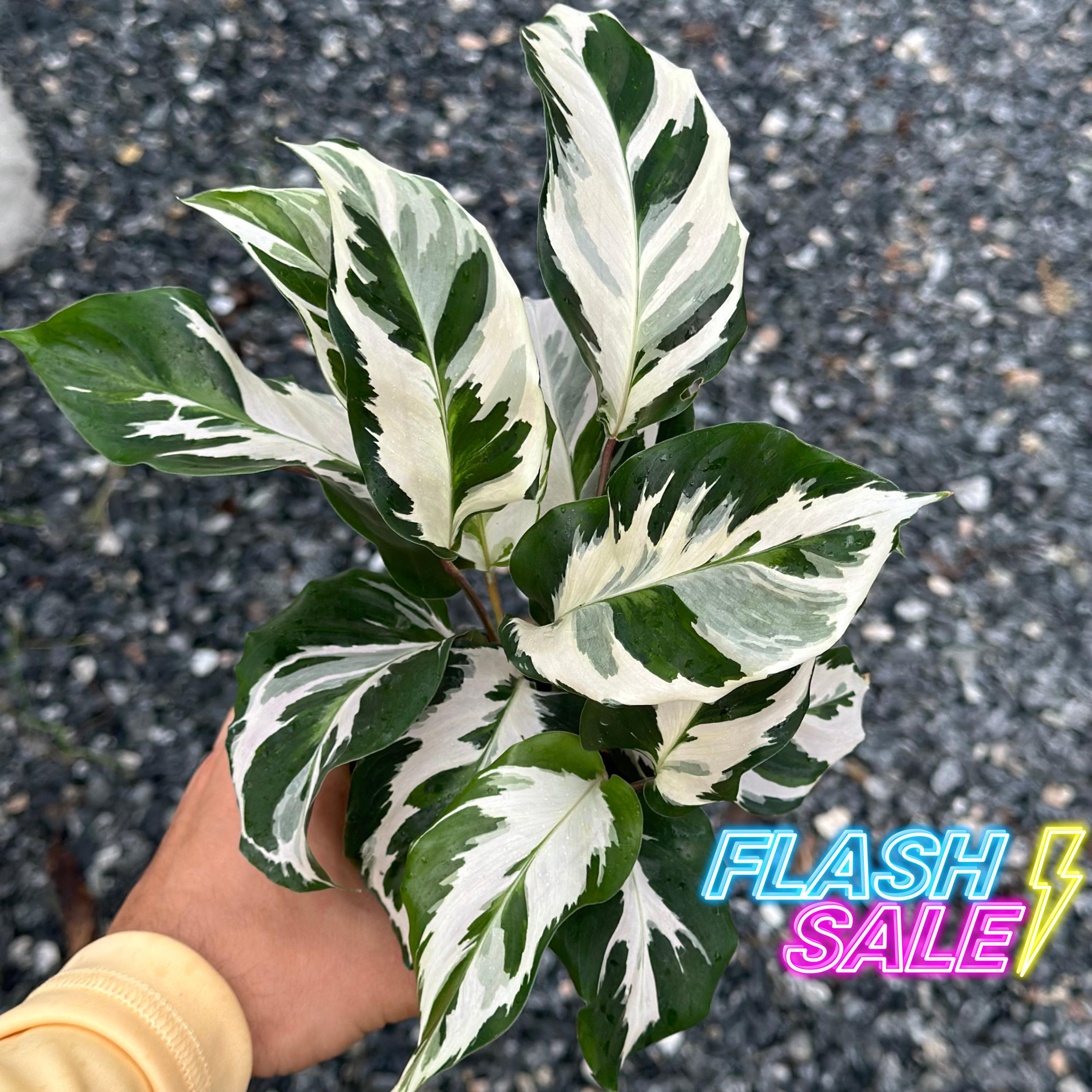 Calathea Stella Plant Live | Stella Calathea House Plants | Rooted Houseplants | Indoor Tropical Plants | Rare Calatheas Gifts | Pet Safe