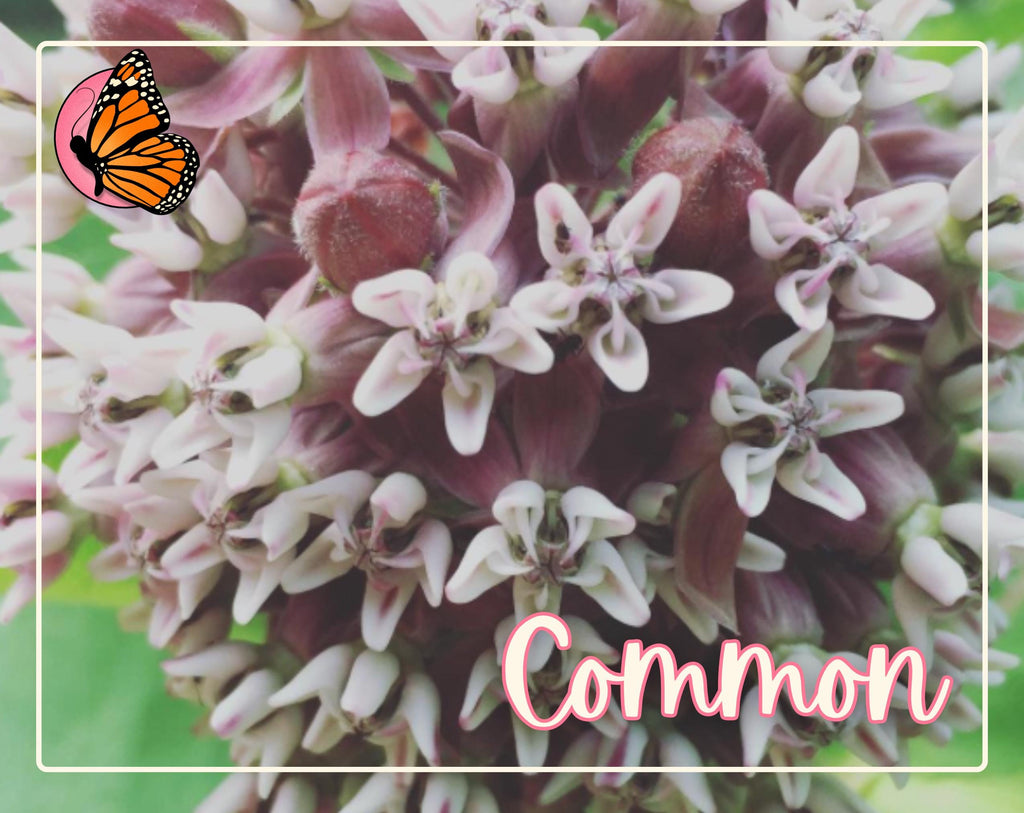 MILKWEED SEED BUNDLE | Four Varieties of Native Milkweed Plant Seeds for the Monarch Butterfly, Flower Gardening, Pollinator Bee, Asclepias