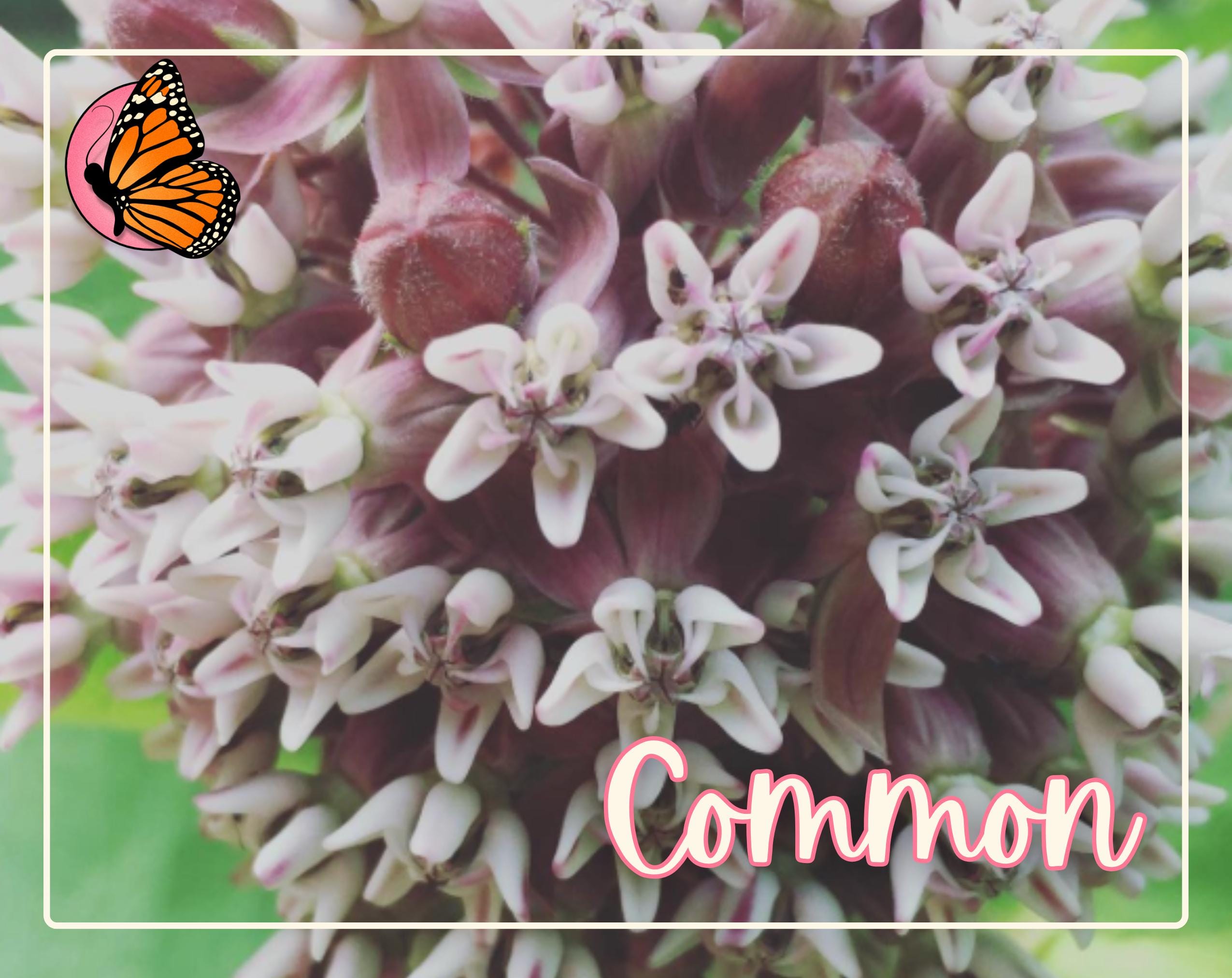 MILKWEED SEED BUNDLE | Four Varieties of Native Milkweed Plant Seeds for the Monarch Butterfly, Flower Gardening, Pollinator Bee, Asclepias