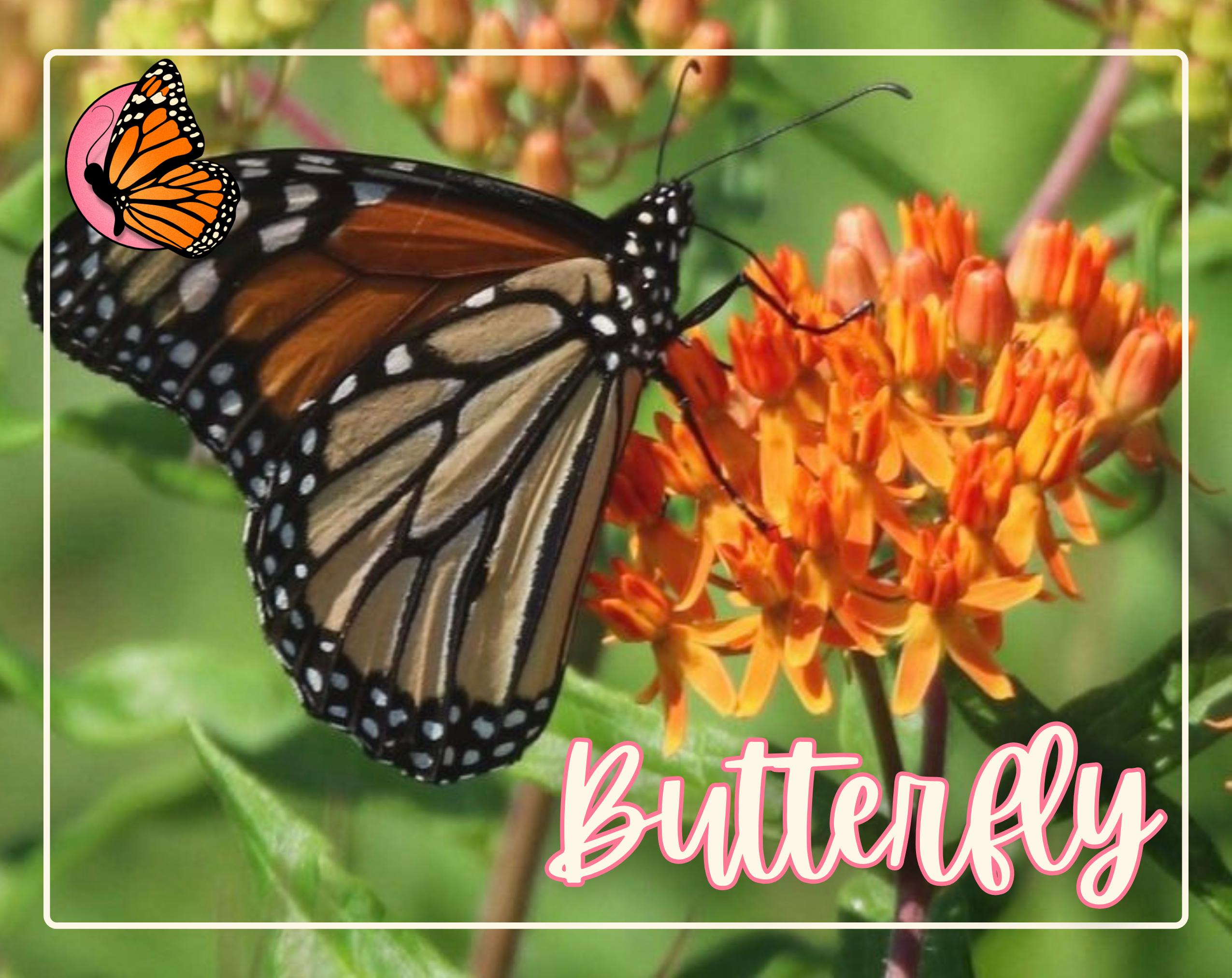 MILKWEED SEED BUNDLE | Four Varieties of Native Milkweed Plant Seeds for the Monarch Butterfly, Flower Gardening, Pollinator Bee, Asclepias