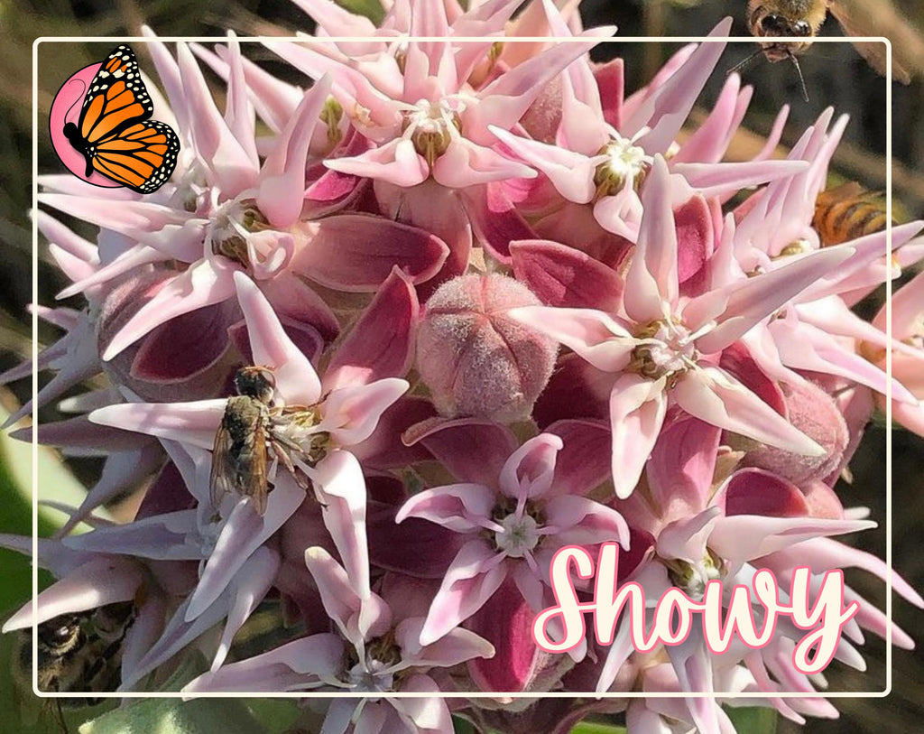 MILKWEED SEED BUNDLE | Four Varieties of Native Milkweed Plant Seeds for the Monarch Butterfly, Flower Gardening, Pollinator Bee, Asclepias