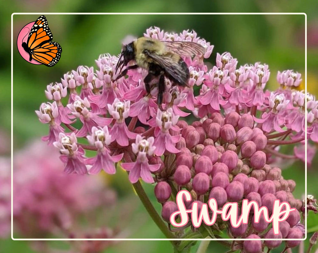 MILKWEED SEED BUNDLE | Four Varieties of Native Milkweed Plant Seeds for the Monarch Butterfly, Flower Gardening, Pollinator Bee, Asclepias