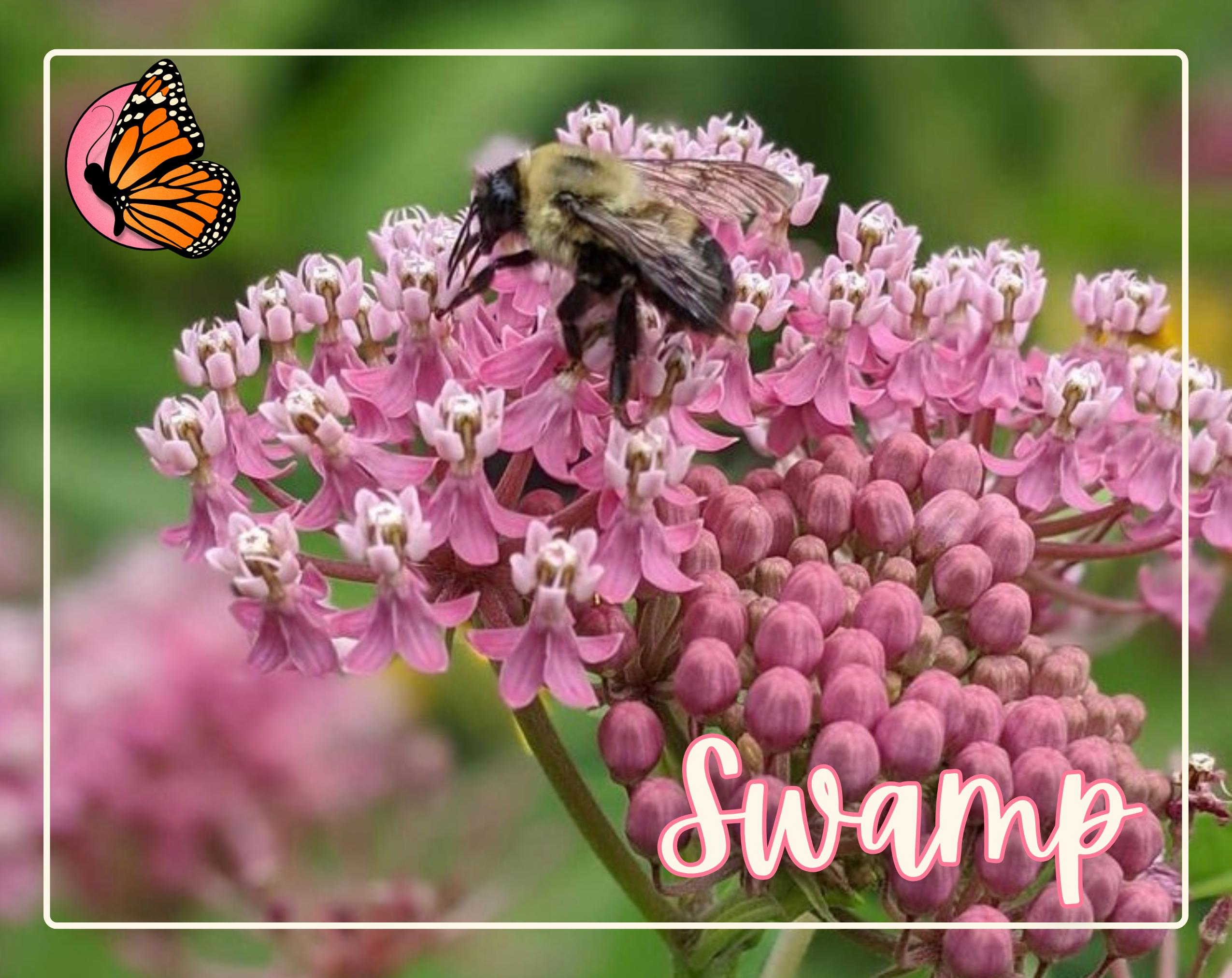 MILKWEED SEED BUNDLE | Four Varieties of Native Milkweed Plant Seeds for the Monarch Butterfly, Flower Gardening, Pollinator Bee, Asclepias