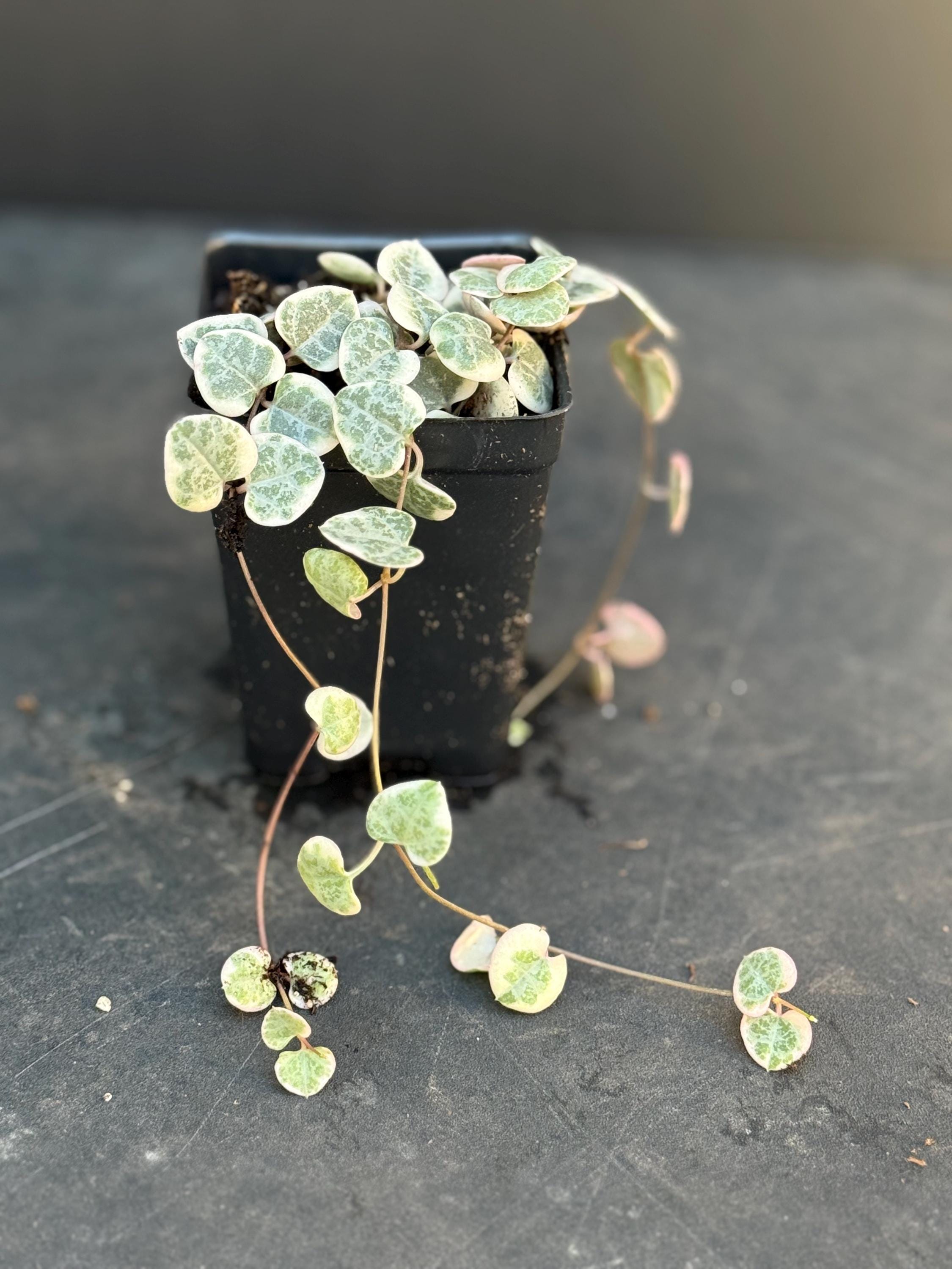 SPECIAL SALE - Rare Pink Variegated String of Hearts Plant Live in Pot Perfect Gift House Plant Ppp Low Light Indoor Plants