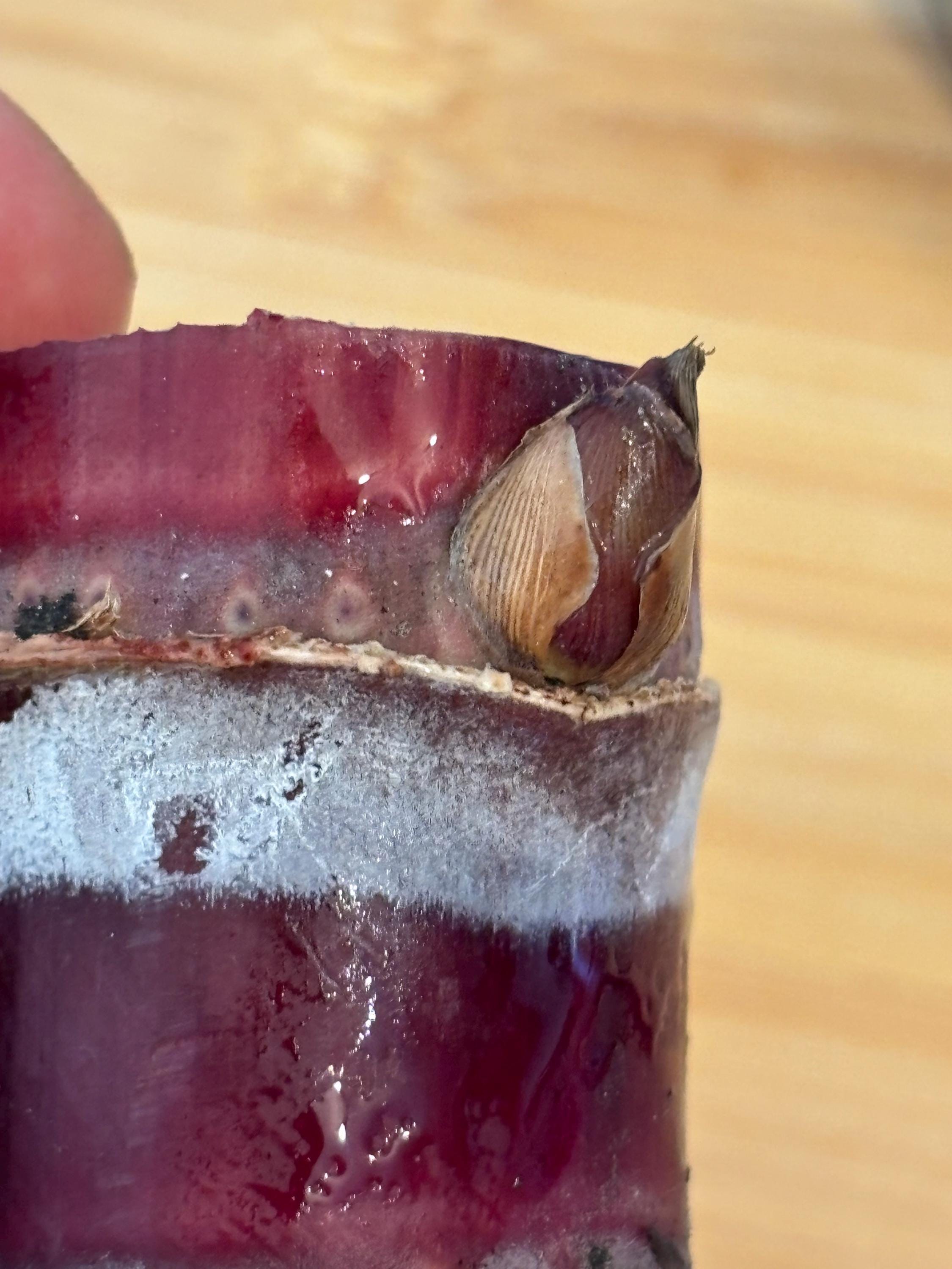 Thai Purple Sugarcane Nodes for Planting, Fresh Cuttings 1-3 Inches