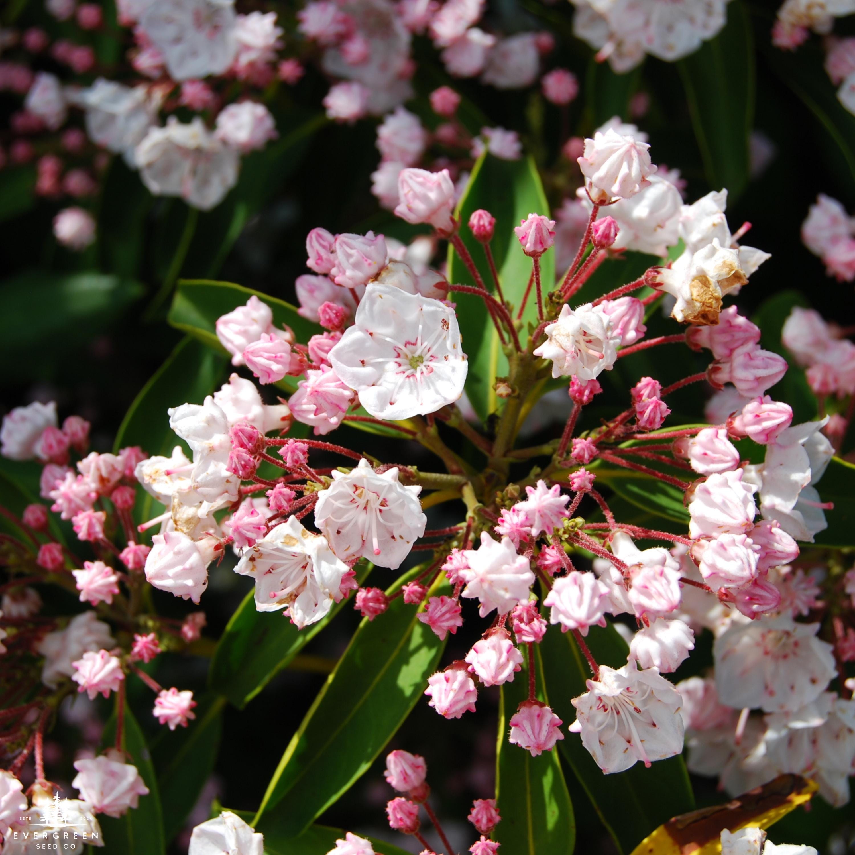 Mountain Laurel Seeds: Pink & White Evergreen Shrub