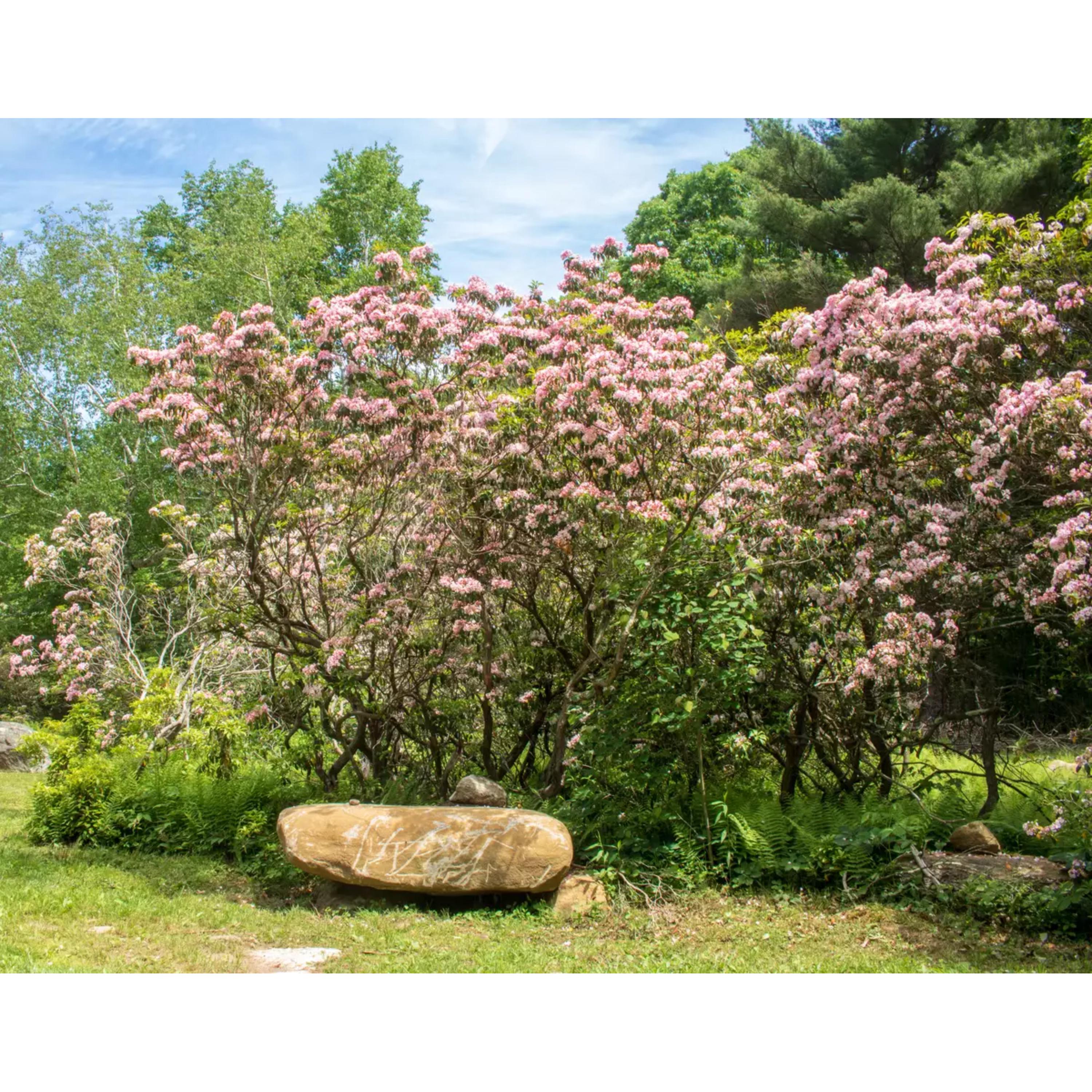 Mountain Laurel Seeds: Pink & White Evergreen Shrub
