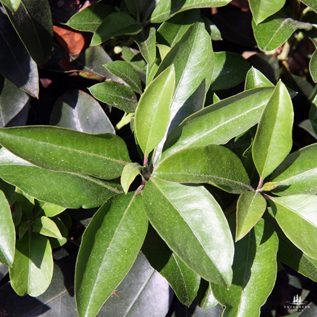 Mountain Laurel Seeds: Pink & White Evergreen Shrub