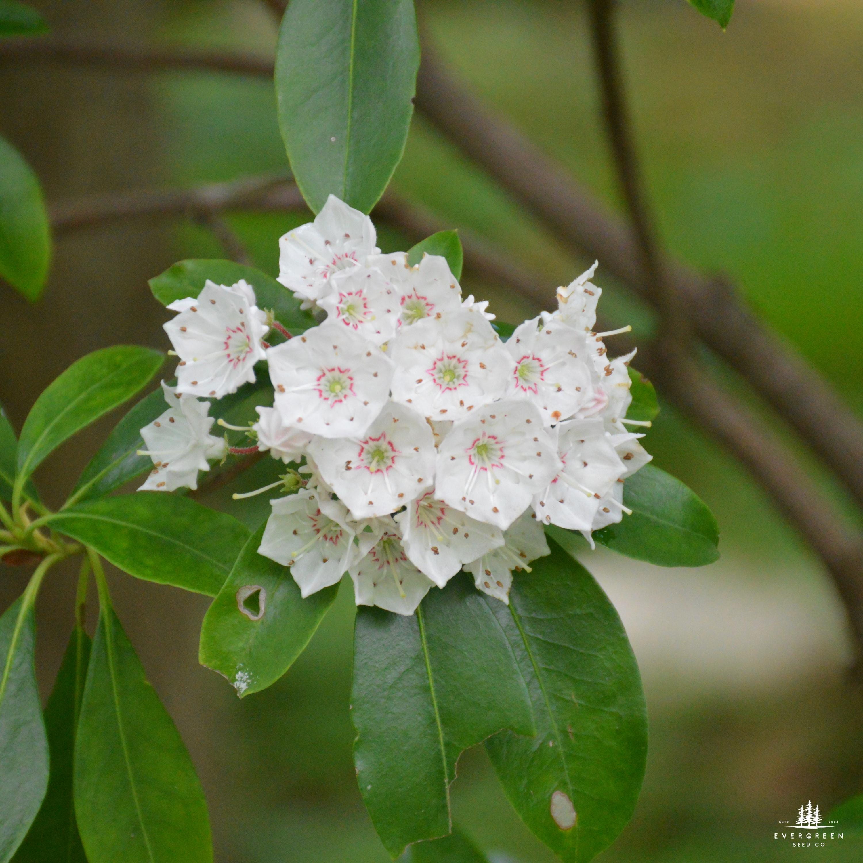 Mountain Laurel Seeds: Pink & White Evergreen Shrub