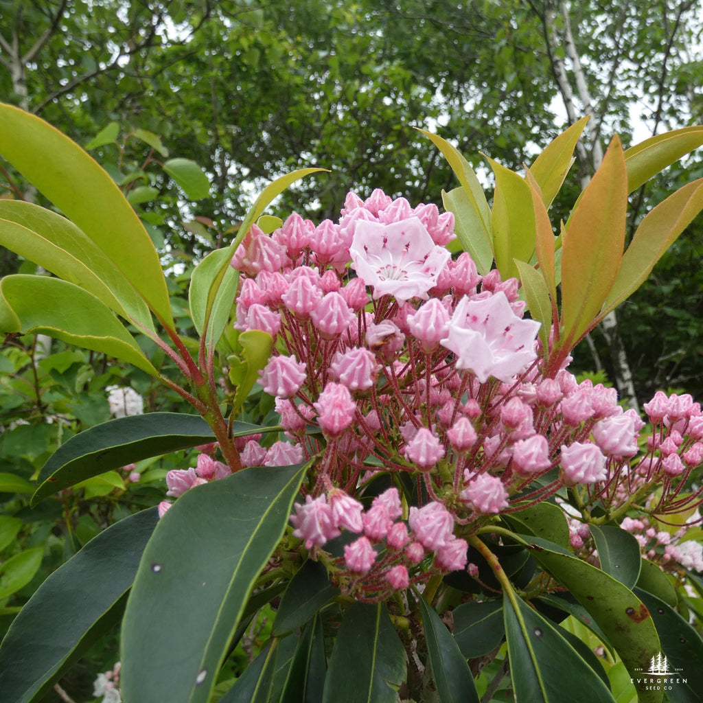 Mountain Laurel Seeds: Pink & White Evergreen Shrub
