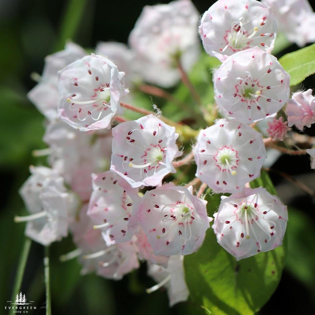 Mountain Laurel Seeds: Pink & White Evergreen Shrub
