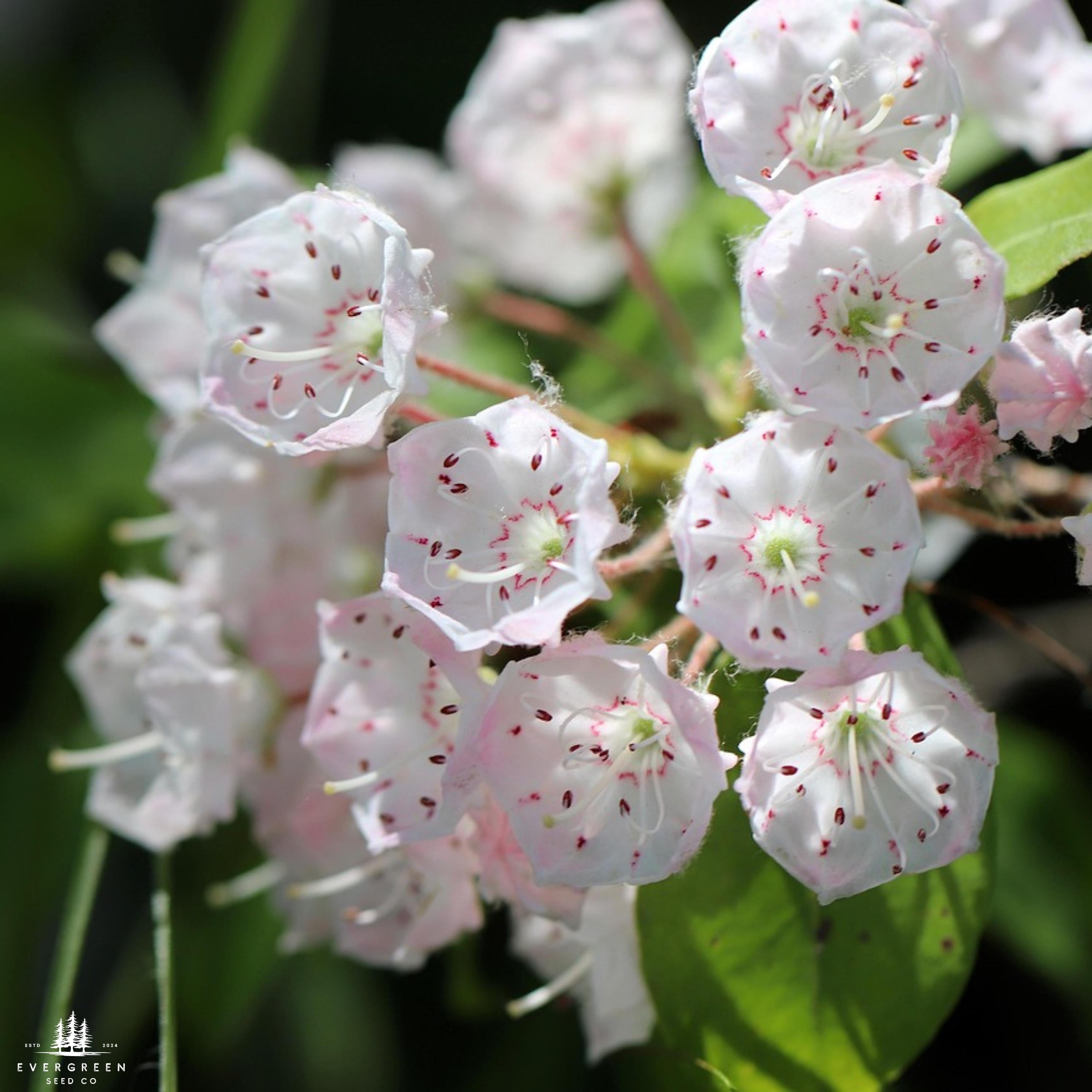 Mountain Laurel Seeds: Pink & White Evergreen Shrub