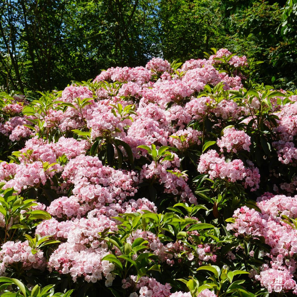 Mountain Laurel Seeds: Pink & White Evergreen Shrub