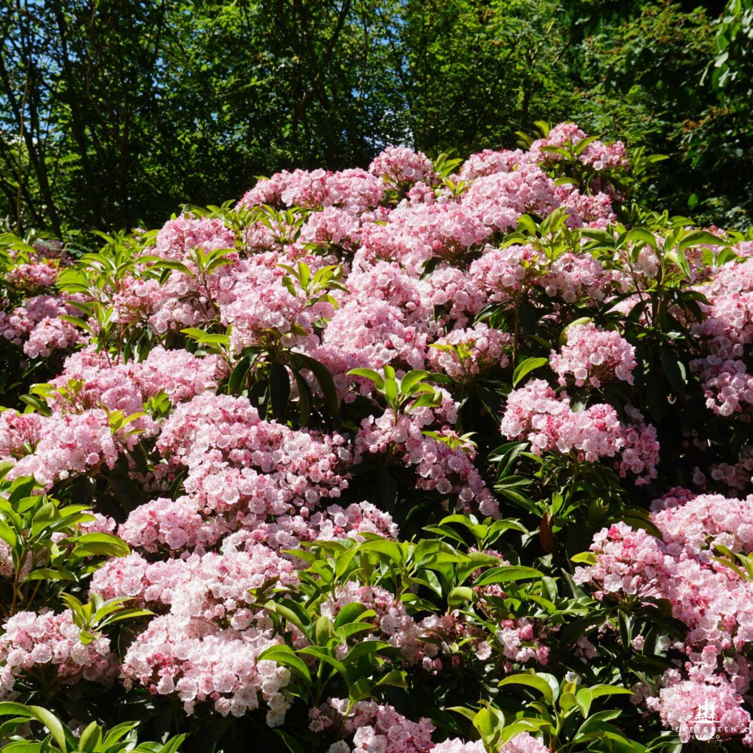Mountain Laurel Seeds: Pink & White Evergreen Shrub