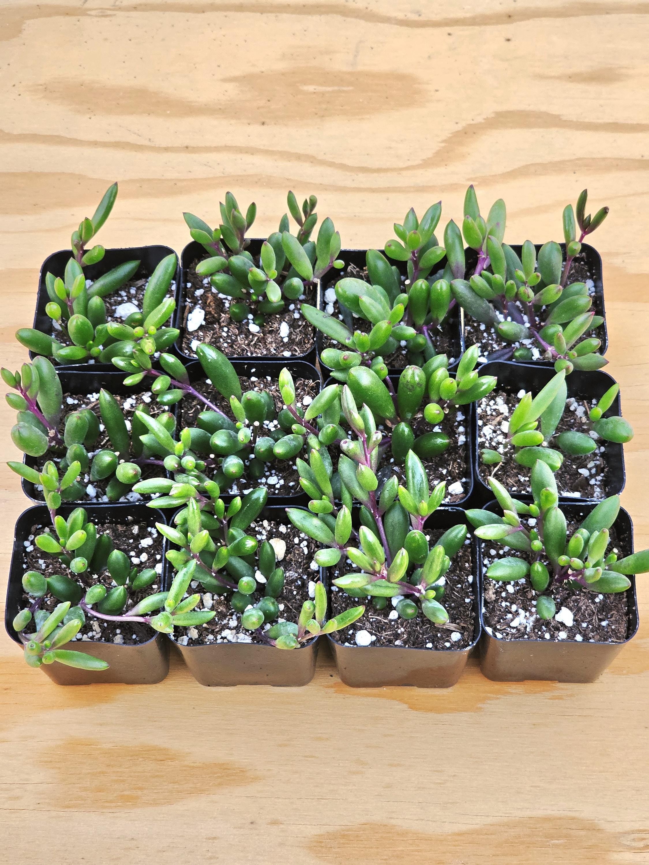 Ruby Necklace Succulent – Colorful Hanging Plant Gift, Easy-Care Trailing Succulent for Home or Office