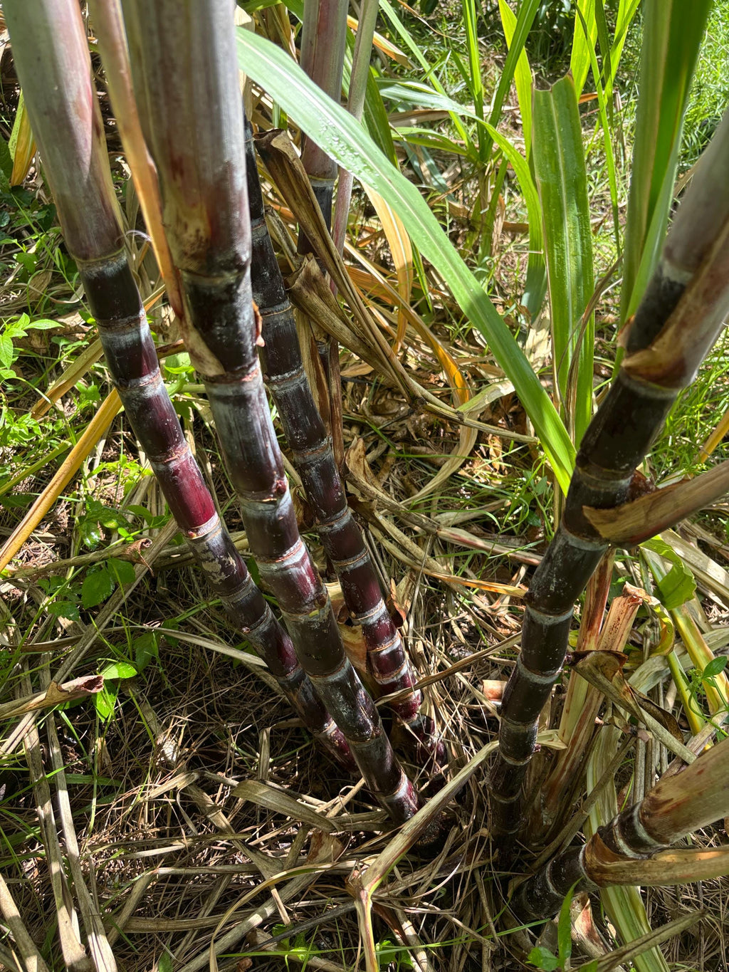 Thai Purple Sugarcane Nodes for Planting, Fresh Cuttings 1-3 Inches