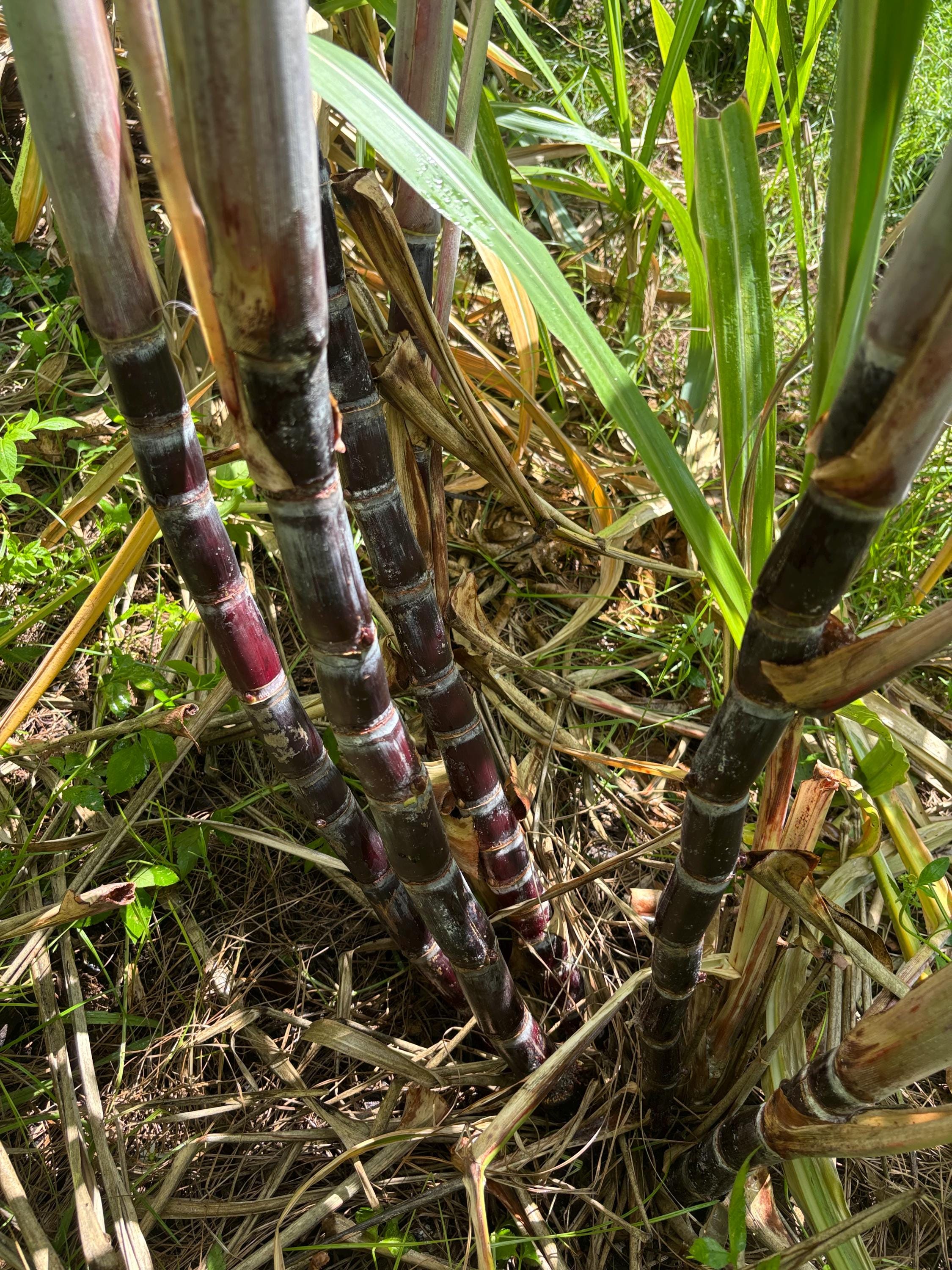 Thai Purple Sugarcane Nodes for Planting, Fresh Cuttings 1-3 Inches