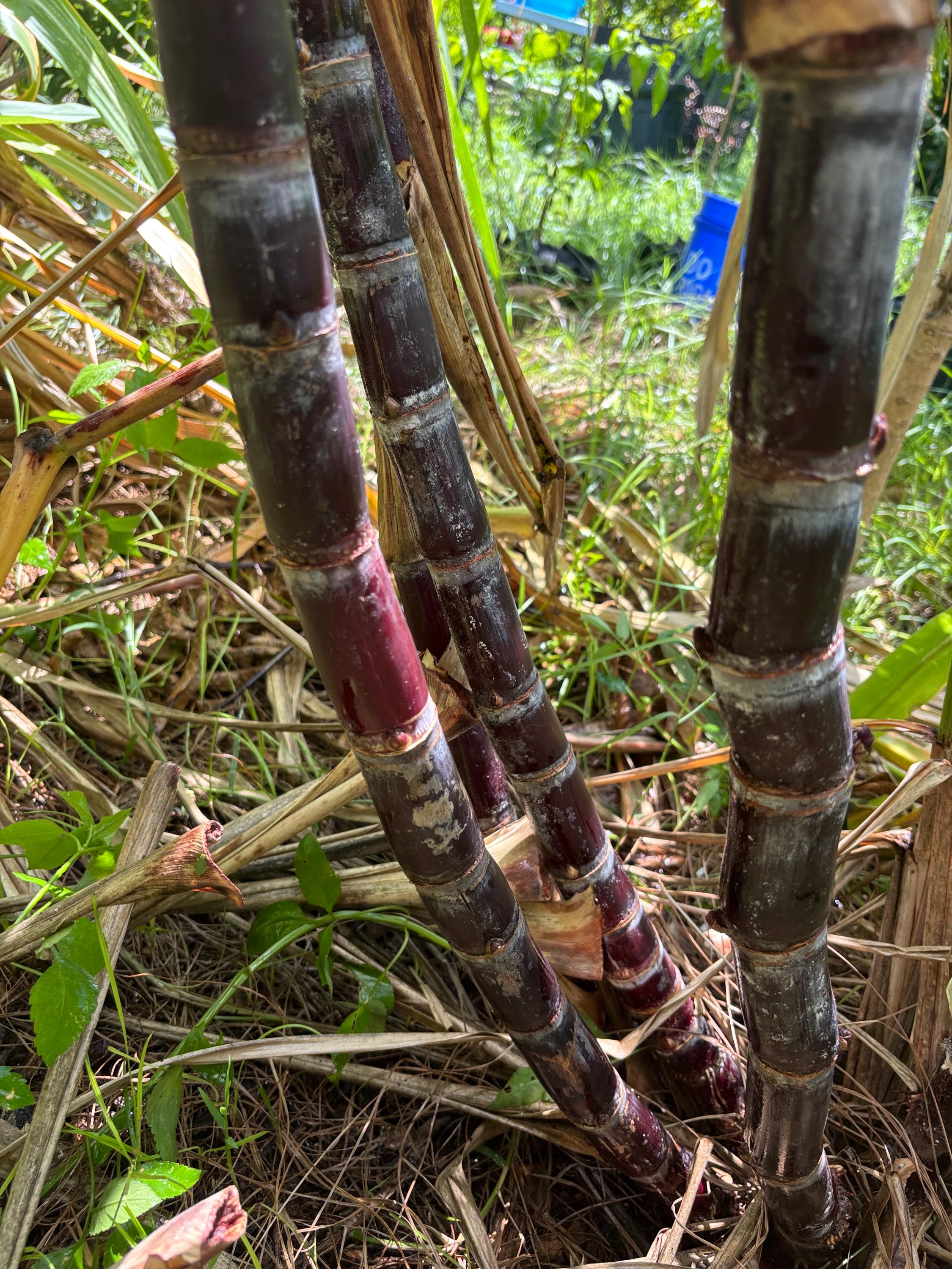 Thai Purple Sugarcane Nodes for Planting, Fresh Cuttings 1-3 Inches