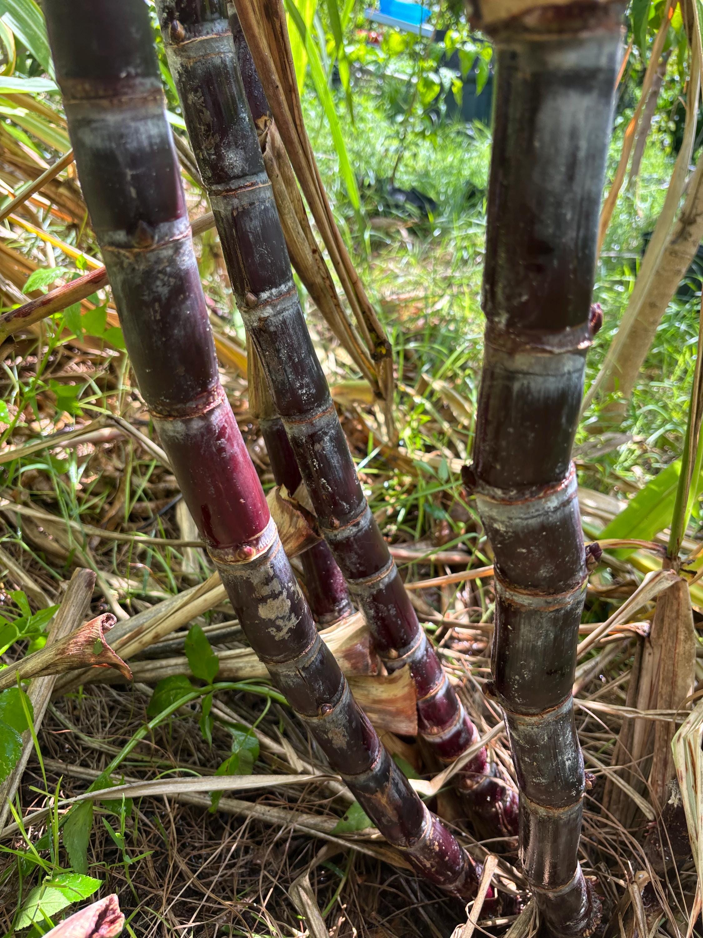 Thai Purple Sugarcane Nodes for Planting, Fresh Cuttings 1-3 Inches