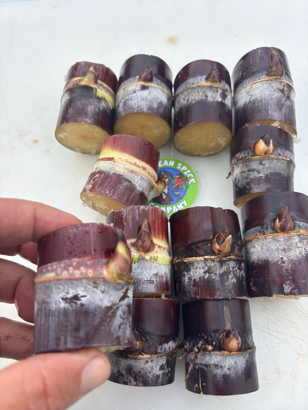 Thai Purple Sugarcane Nodes for Planting, Fresh Cuttings 1-3 Inches