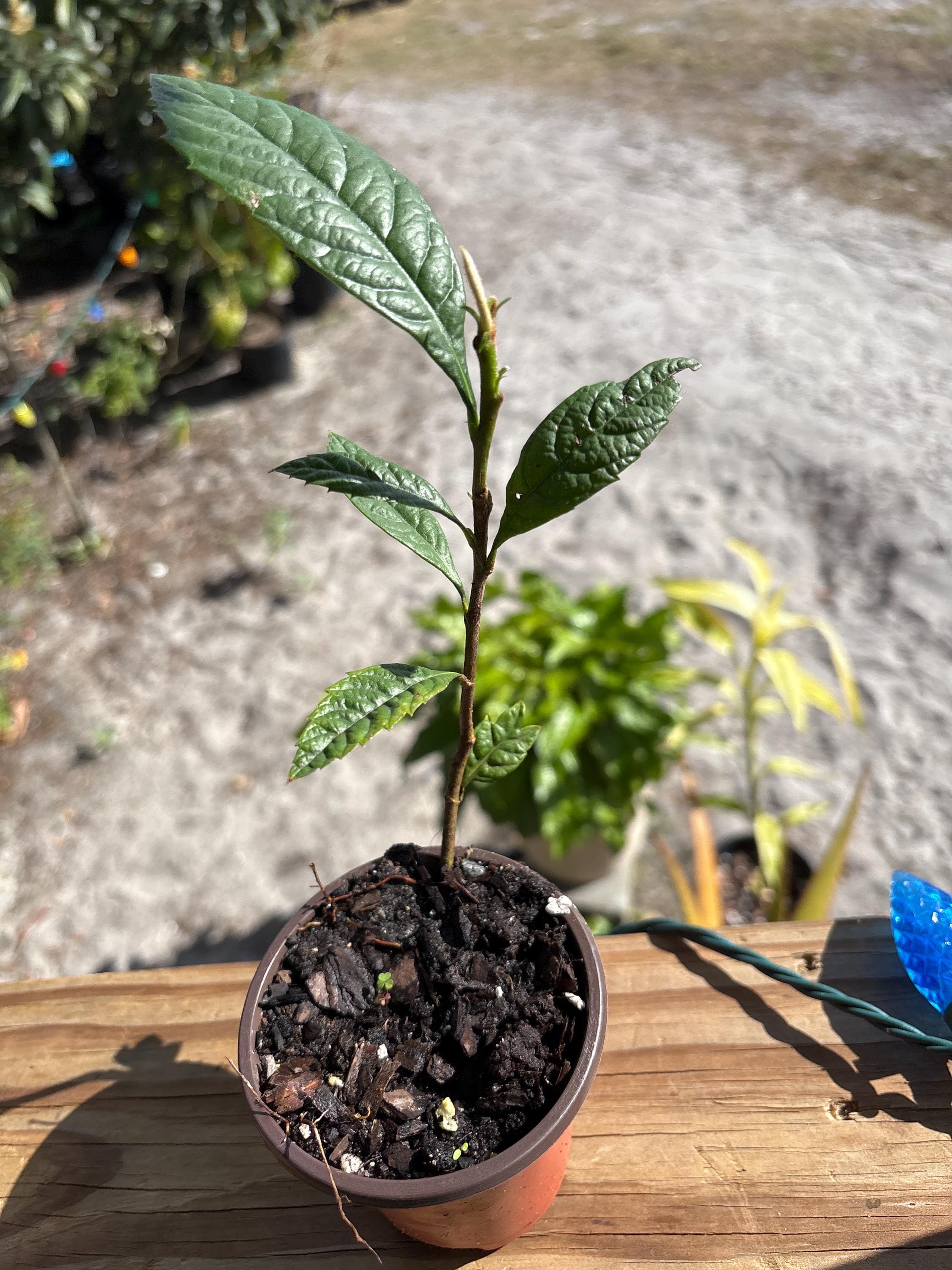 Loquat Japanese Plum Tree 1 Live Plants 5” Tall Fruit Tree