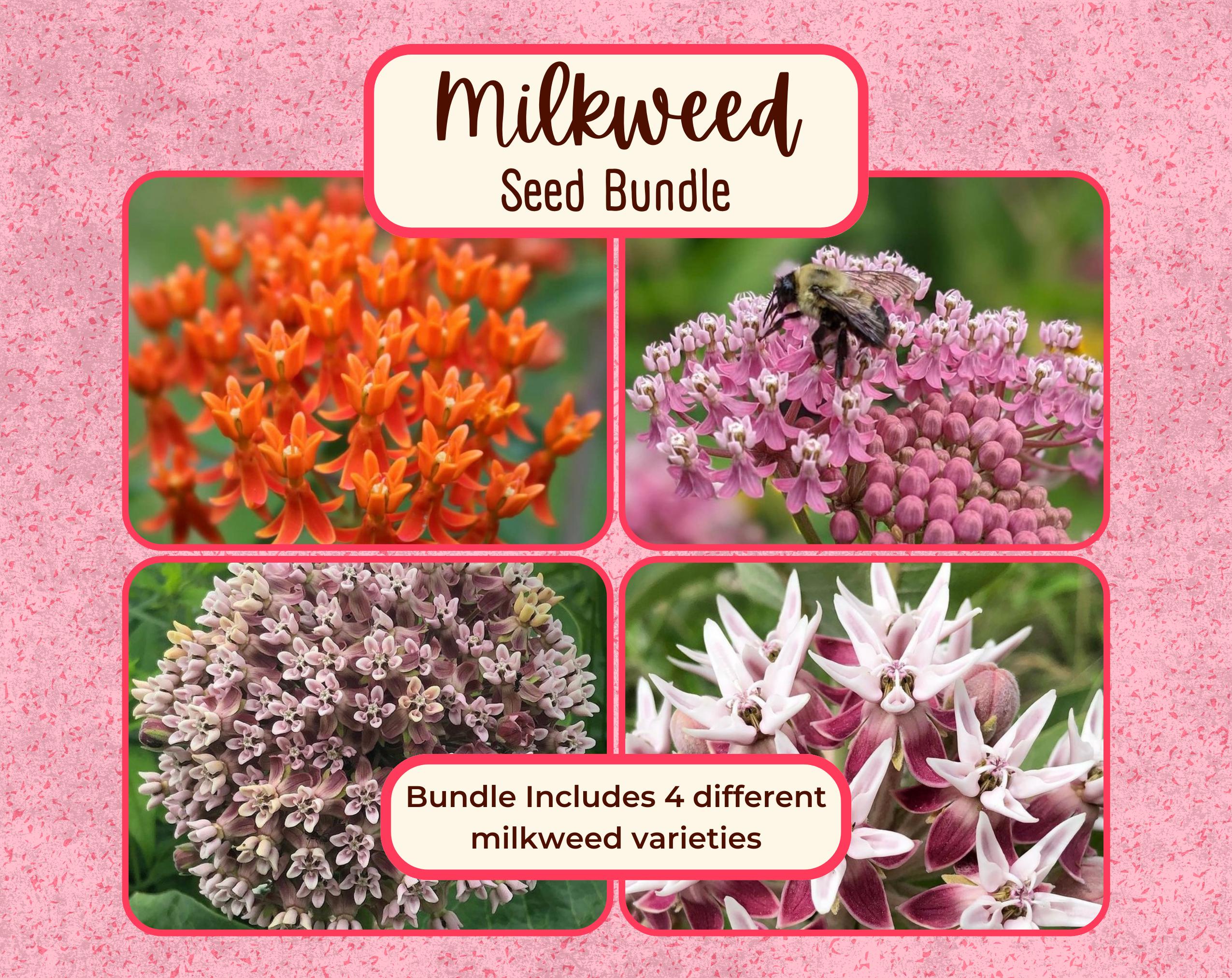 MILKWEED SEED BUNDLE | Four Varieties of Native Milkweed Plant Seeds for the Monarch Butterfly, Flower Gardening, Pollinator Bee, Asclepias